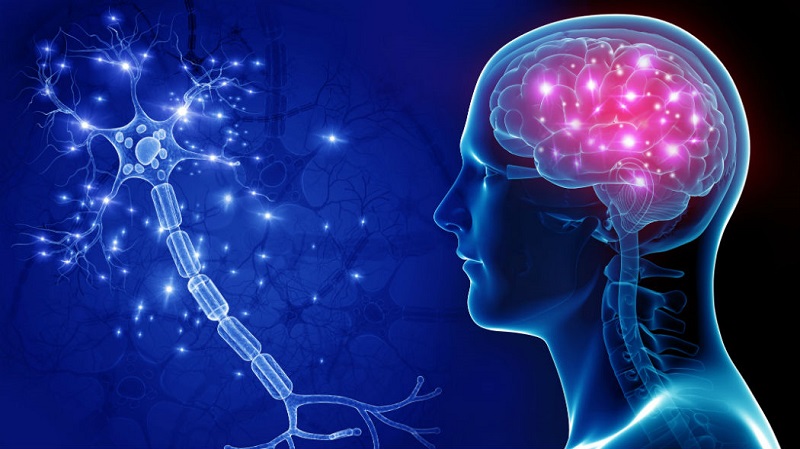 Tres vitaminas neurológicas para el cerebro y la memoria